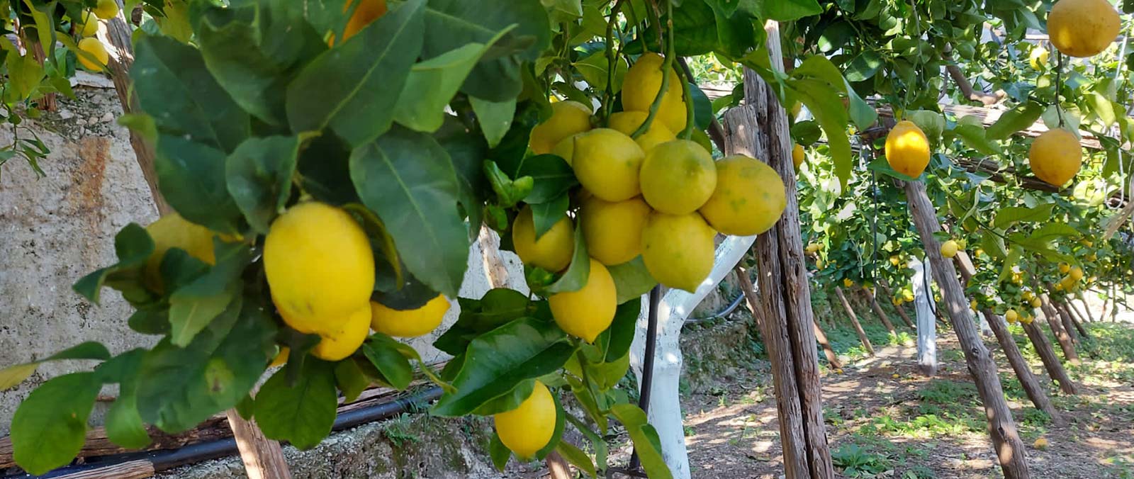 limoncello Slide background